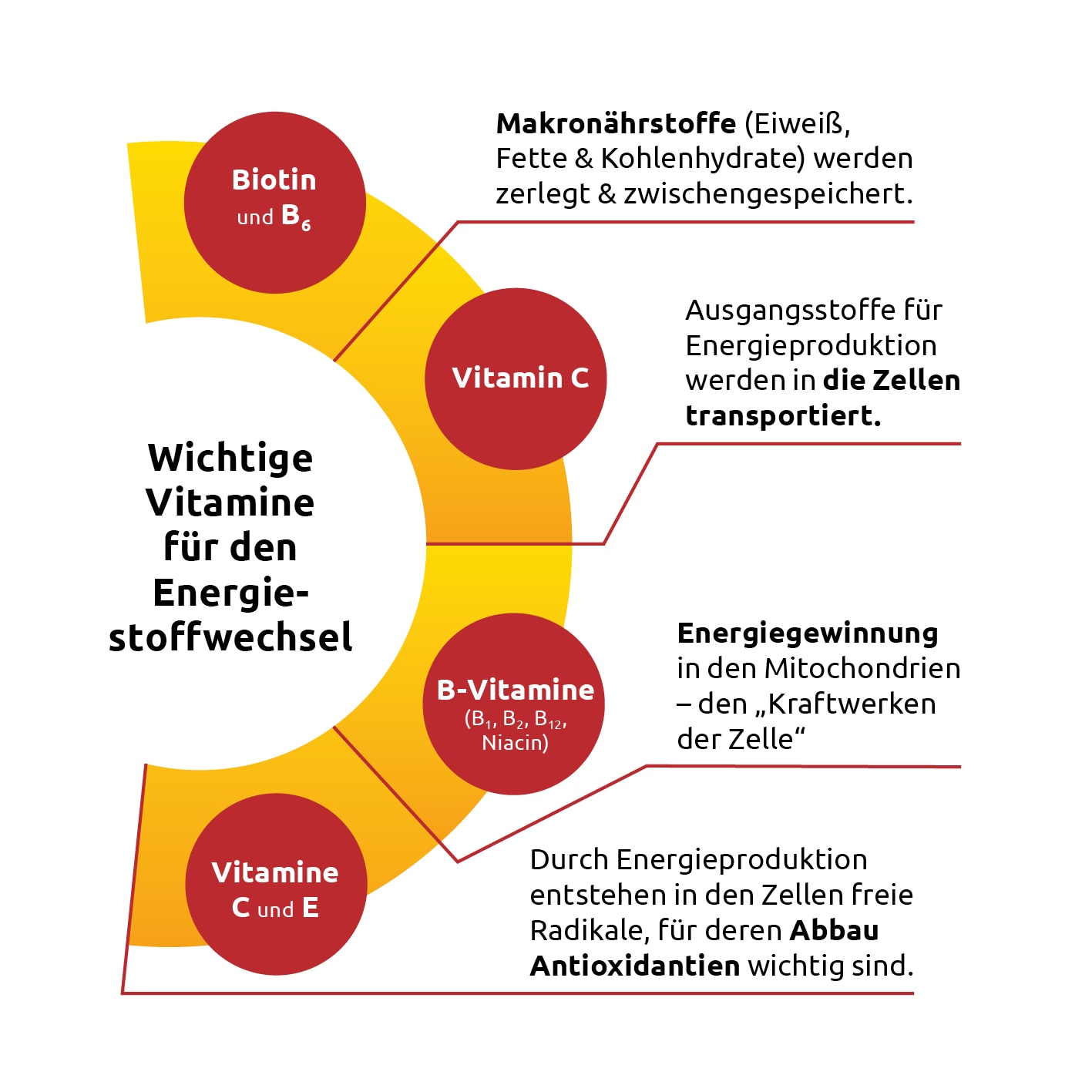 Schaubild zu Vitaminen, Mineralstoffen und Spurenelementen