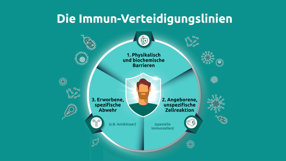 immun_infografik
